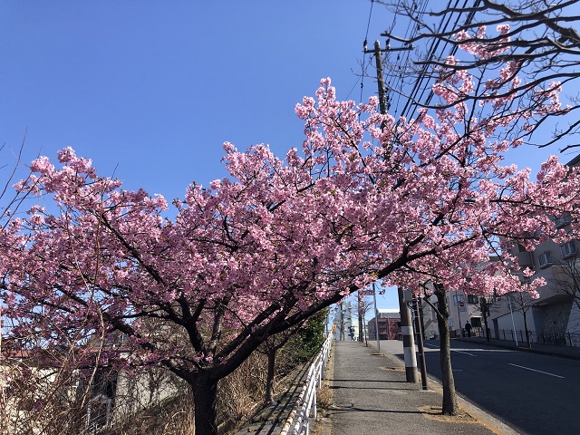 善行坂の桜