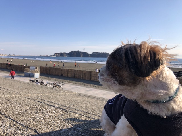 久しぶりの海岸